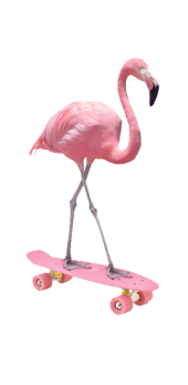 cover flamingo collection